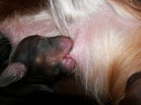 a m�wi� �e jamniki nie pij�